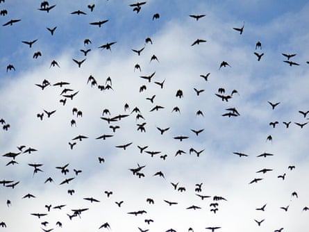 Jackdaws fly in spectacular flocks on blustery days near ruined chapel of Egglestone Abbey