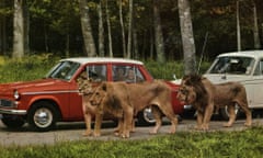 Longleat lions with cars