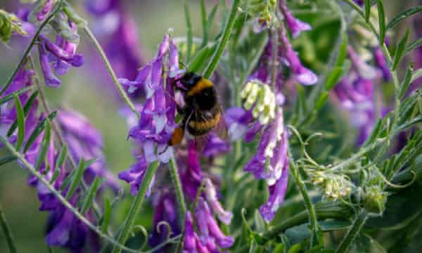 Abeja en una flor silvestre violeta