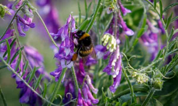 Bee on a purple wildflower