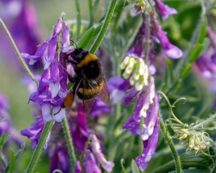 A chaotic bee successful action successful Germany.