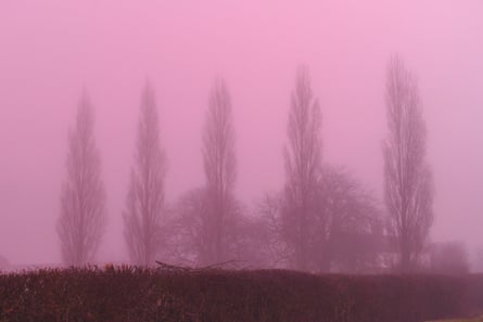 Trees in pink fog