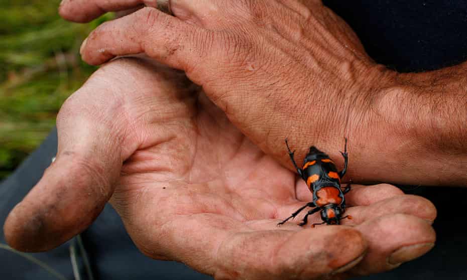 An American burying beetle. The species was listed as endangered in 1989, but the Fish and Wildlife Service is proposing to ‘downlist’ it to threatened.