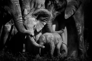 A herd of elephants close ranks, pushing their young into the middle of the group for protection