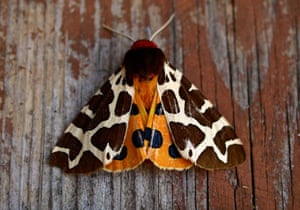 There are 2,500 species of moth in the UK, including the tiger moth, pictured.