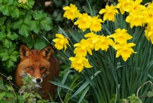 Uma raposa entre narcisos florescentes nas margens do rio Dodder em Dublin, Irlanda