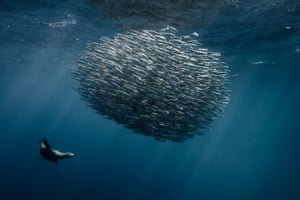 A sea lion hunts sardines off the coast of Magdalena Bay, Baja California