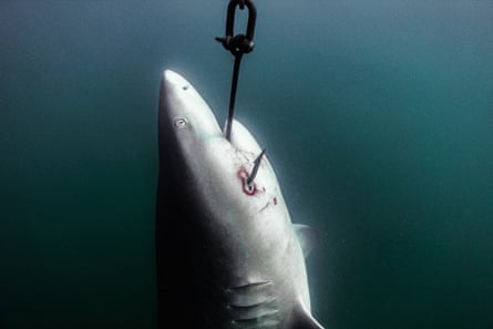 A shark on a large hook