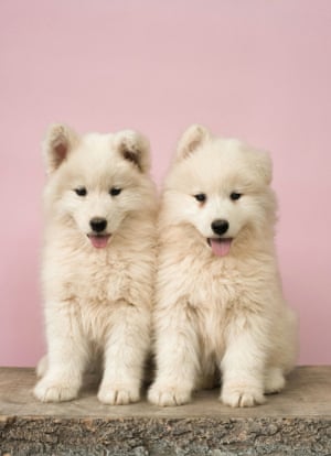 Dog’s LifeStocksy txp1ce6818caCV200 Medium 1049799 two small white puppies