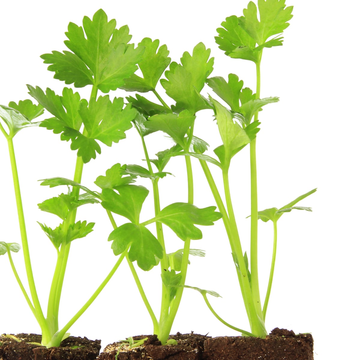 Why It Pays To Grow Herbs At Home Even In Winter Gardening Advice The Guardian Why It Pays To Grow Herbs At Home Even In Winter Gardening Advice The Guardian