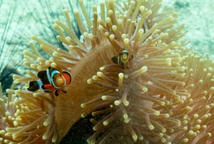 Peixe-palhaço ocellaris nadando em um anenome perto da ilha de Koh Lipe, uma área de mergulho popular no mar de Andaman, na província de Satun, no sul da Tailândia.