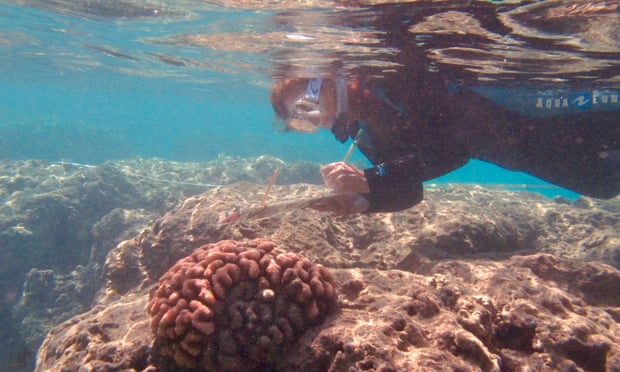 Dr Ku‘ulei Rodgers conducting coral bleaching survey.