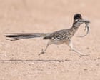 Week in wildlife: a meep-meep roadrunner, a new frog species and Orkney voles Week in wildlife: a meep-meep roadrunner, a new frog species and Orkney voles