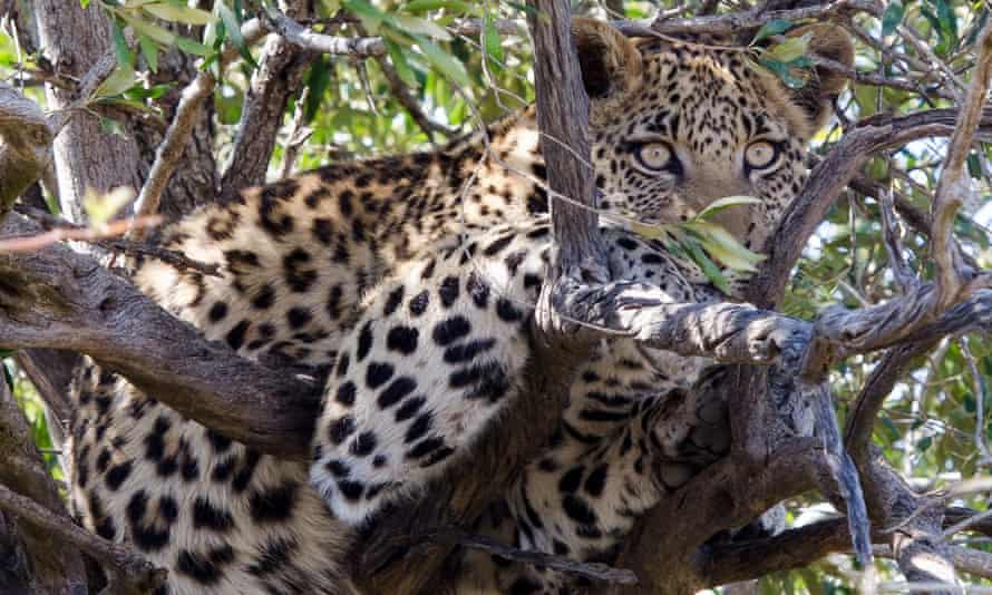 Leopard Kills Toddler In South Africa S Kruger Park South Africa The Guardian