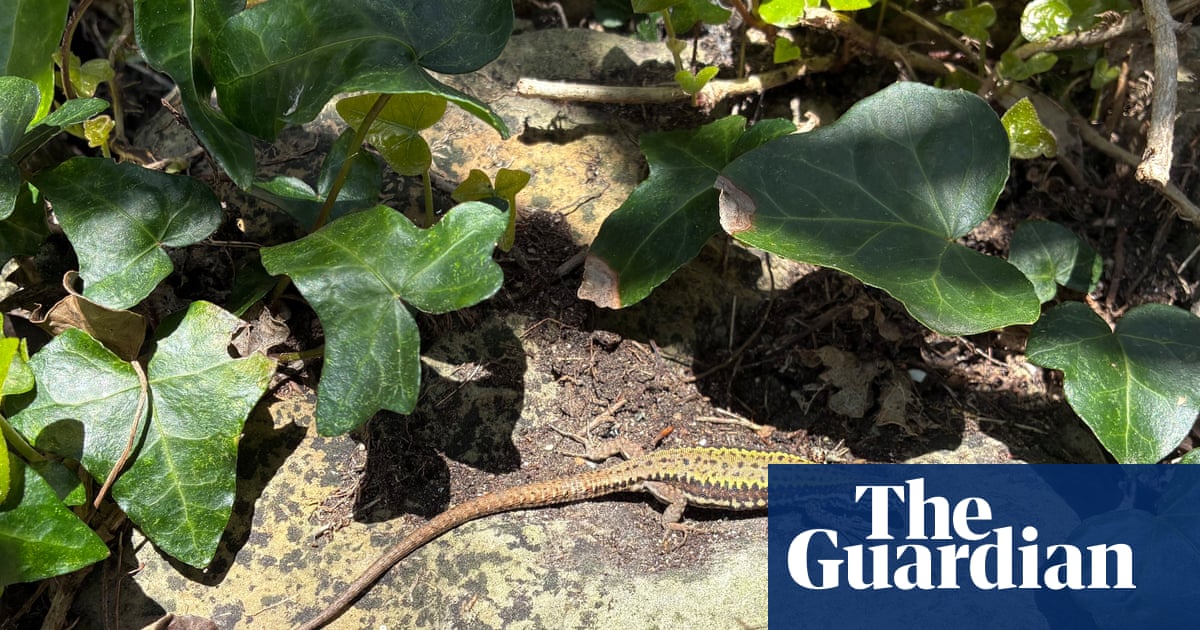 Country diary: A skittering, scampering taste of the Mediterranean | Lev Parikian