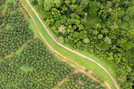 Palm oil plantation at the edge of tropical rainforest