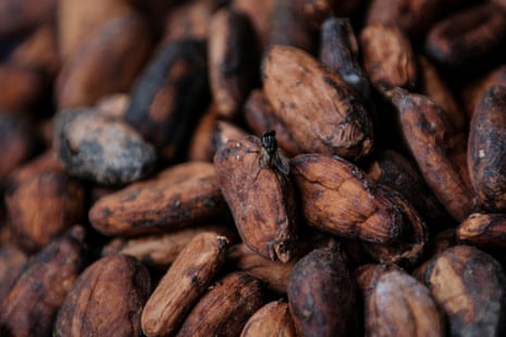 Chocolate prices to keep rising as West Africa's cocoa crisis deepens. A fly rests on sun-dried cocoa beans at a warehouse in Kwabeng in the Eastern Region, Ghana,