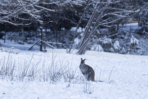A wallaby is seen in the snow.