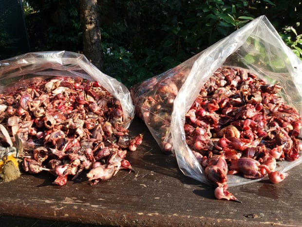 POLL: Should the EU enforce the ban on the trapping of songbirds? Plucked songbirds. The dead birds are sold for about €3 each. Photograph: Courtesy of Cabs