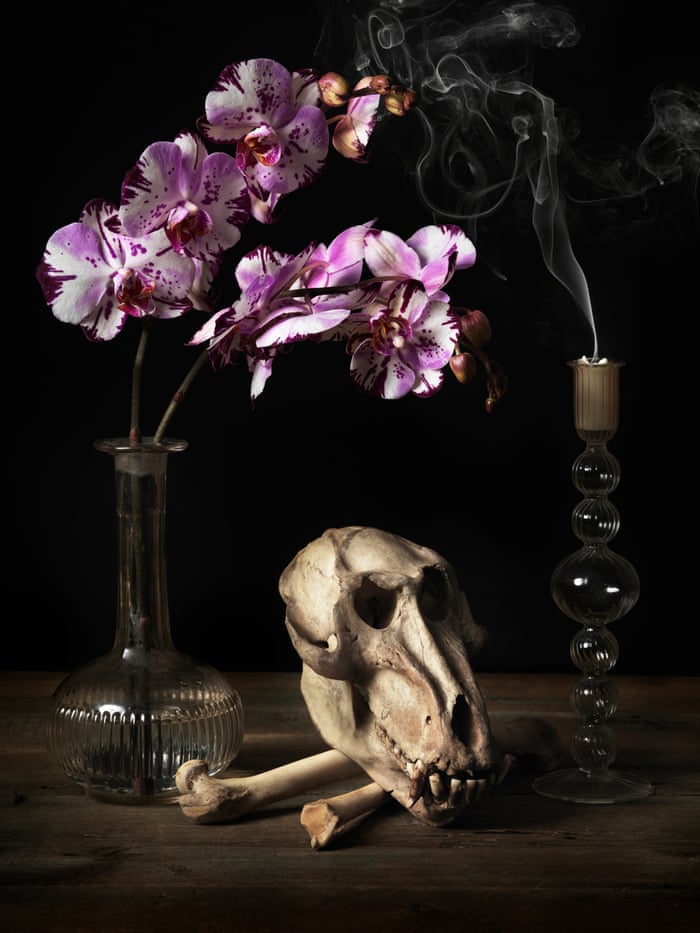 Last chance: memento mori images created with animal skulls | Environment |  The Guardian