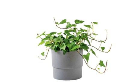 ivy plant in a concrete pot