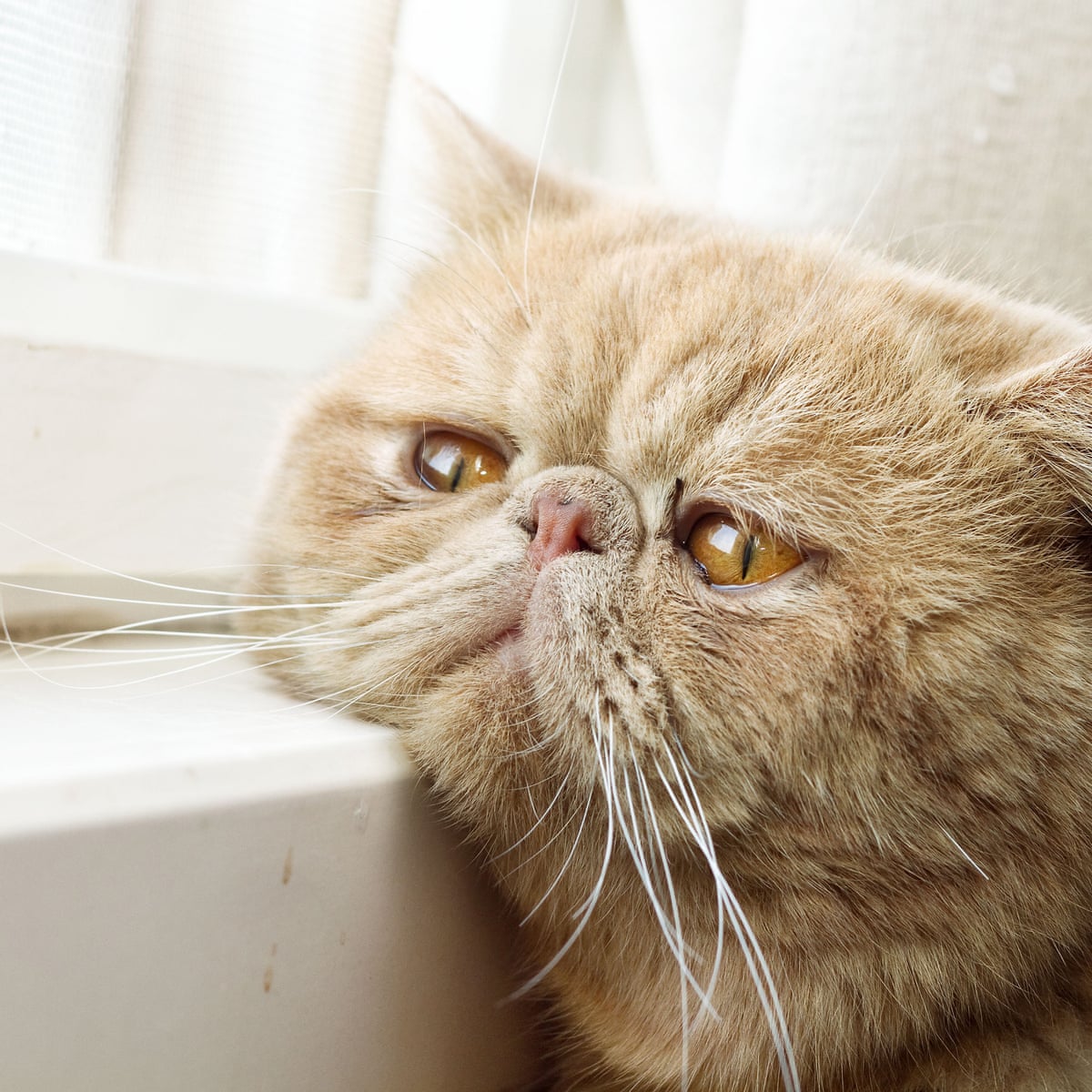 Cats Can Recognise Their Own Names Say Scientists Animal Behaviour The Guardian