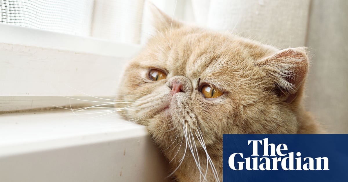 Cats can recognise their own names, say scientists
