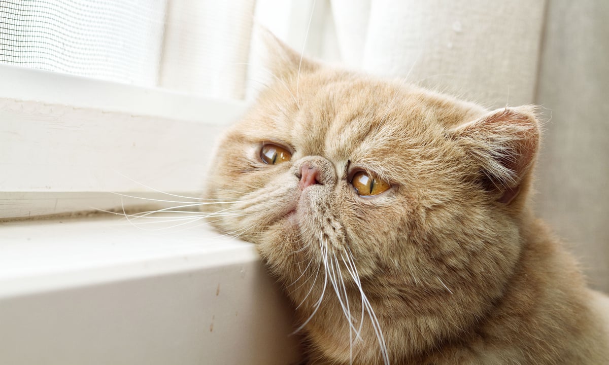 Does Petting Really Stress Out Your Cat