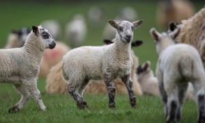 Some lambs in a field.