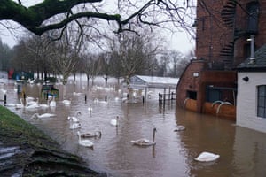 Cisnes observam mais de perto o centro da cidade de Worcester, no Reino Unido, depois que o rio Severn transbordou