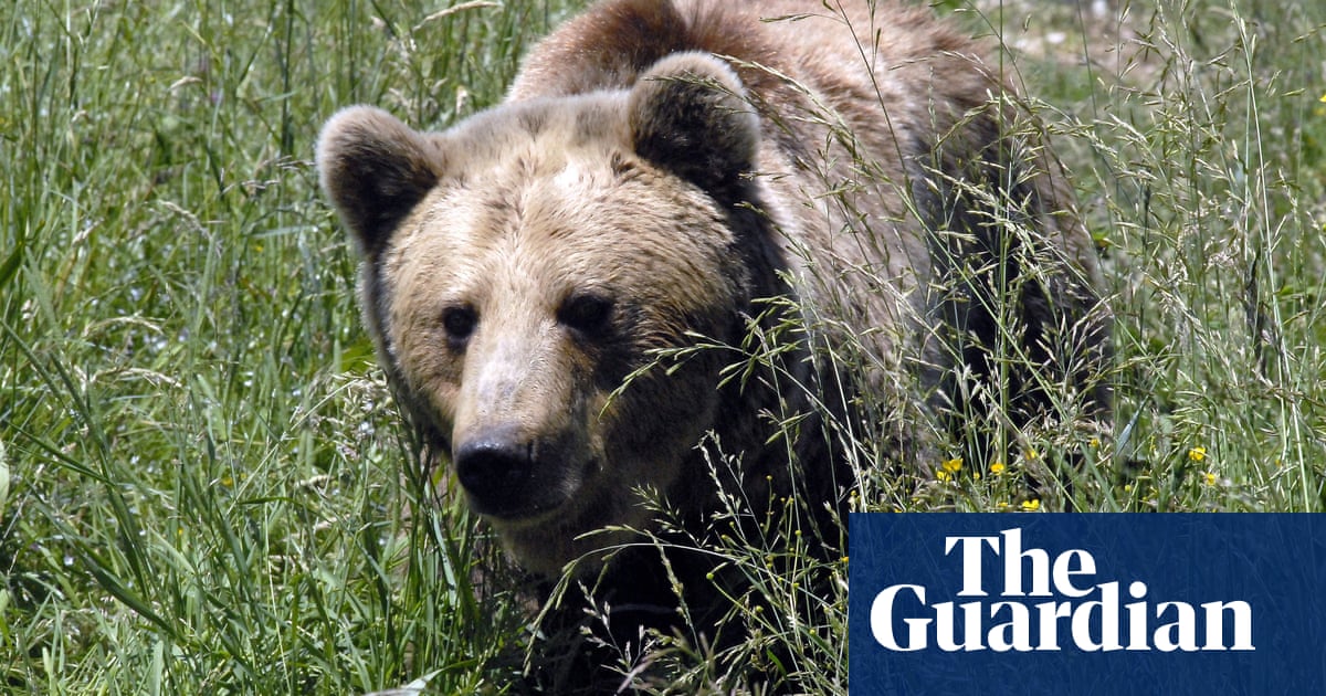 Brown bear population in Pyrenees highest for a century, says study