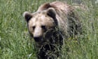 Brown bear population in Pyrenees highest for a century, says study