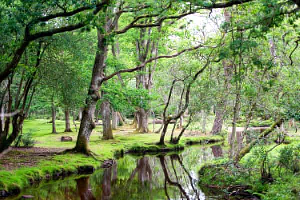 Secrets of the New Forest – and where to spot its elusive wildlife | New  Forest holidays | The Guardian