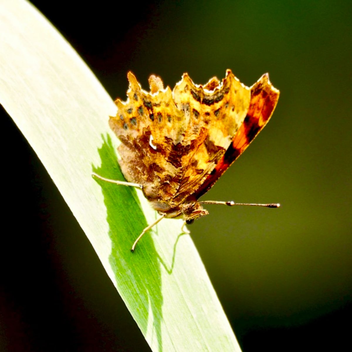 Butterfly Signals A Pause For Reflection Butterflies The Guardian Butterfly Signals A Pause For Reflection Butterflies The Guardian