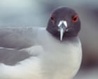Birdwatch: Going to the Galápagos for the gulls