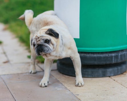 Pug dog peeing near dustbin