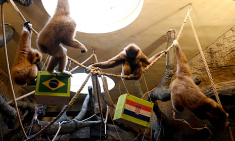 Gibbon Kent and his pack choose food from one of the boxes depicting flags of Croatia and Brazil at Zagreb Zoo.