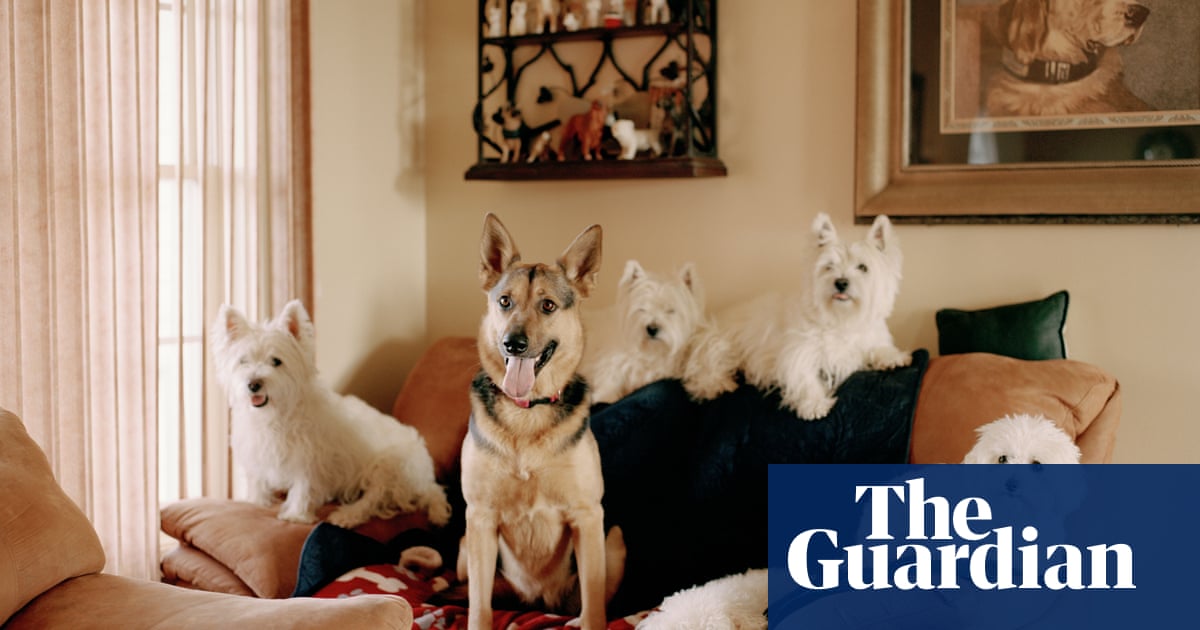 Freestyle Dog Dancing In Pictures Art And Design The