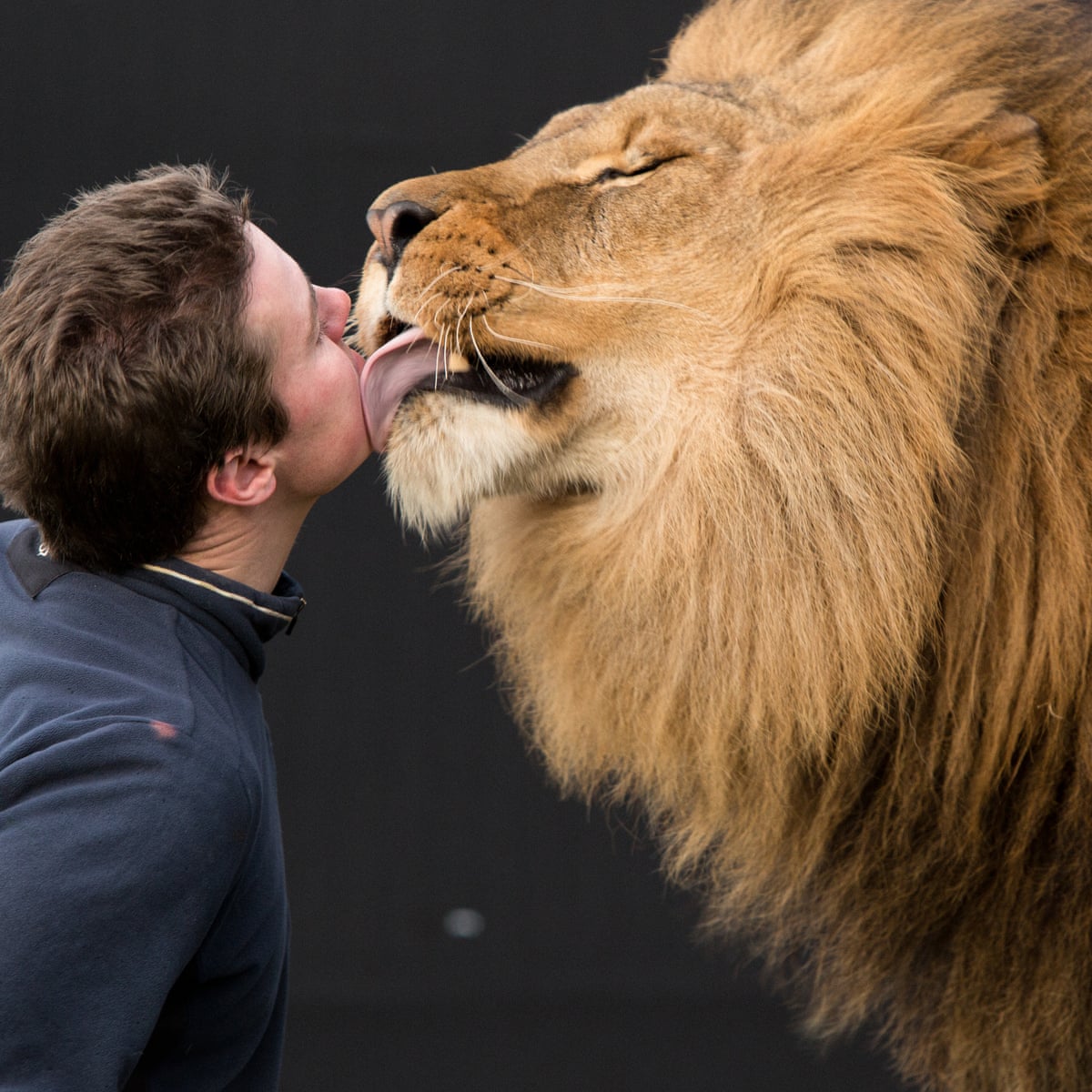 Britain's last lion tamer: 'It's not the archaic Victorian practice people  imagine' | Circus | The Guardian