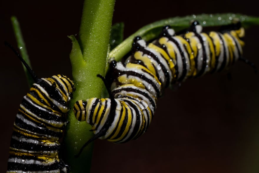 Monarch butterfly caterpillars