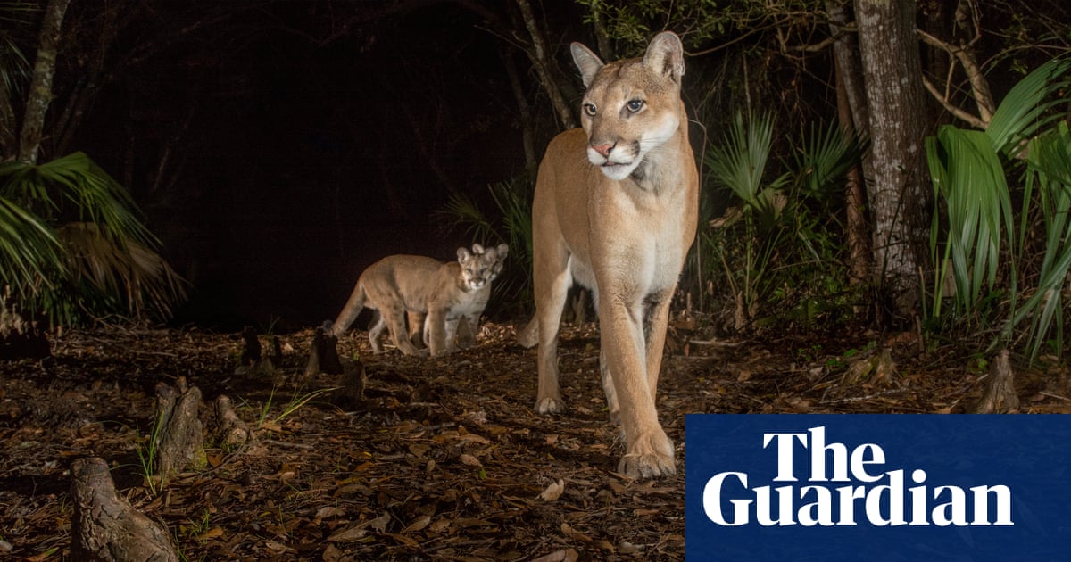 ‘We’re saving the last of the last’: what Florida’s endangered panthers need to survive