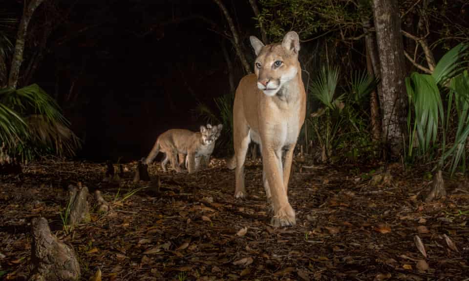 A Florida panther and her cubs.