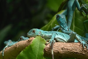 Iguanas azuis recém-nascidas descansam em um galho em um terrário no Chennai Snake Park, Índia