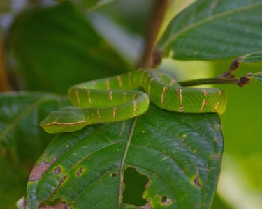 Sabah, Borneo ‘A Bornean keeled pit viper.’