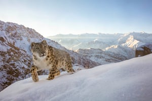 The gold winner in the category of Animals in their habitats. Snow Leopard. Indian Himalayas.