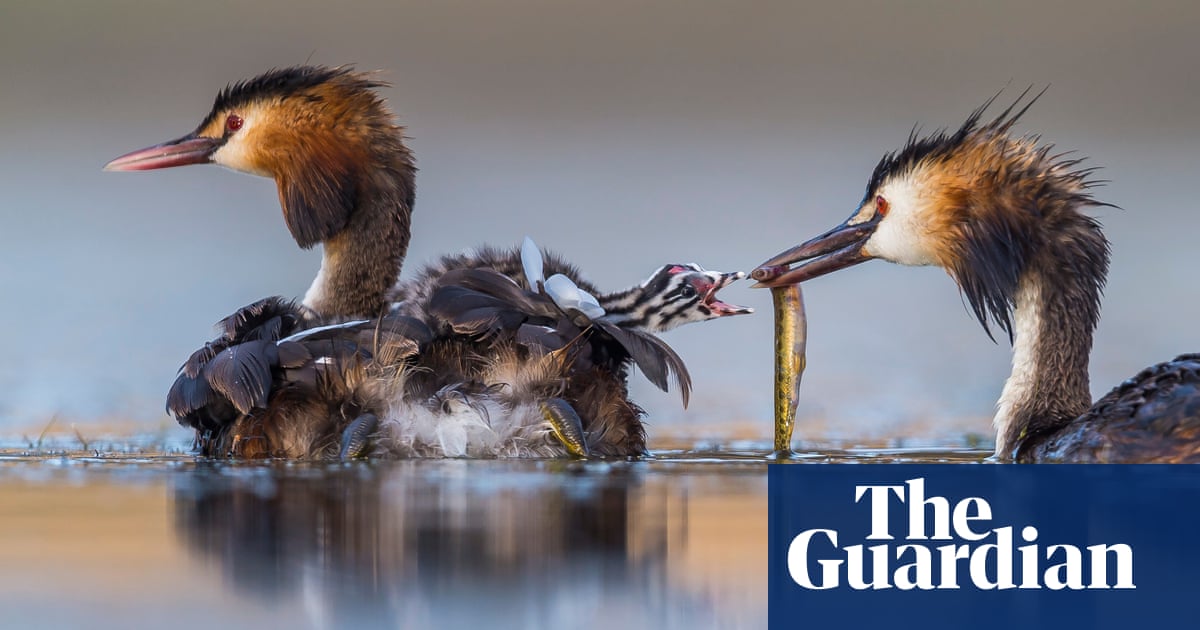 Wildlife photographer of the year 2020 winners – in pictures | Art and
