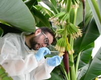 a banana breeding expert brushes pollen onto banana flowers