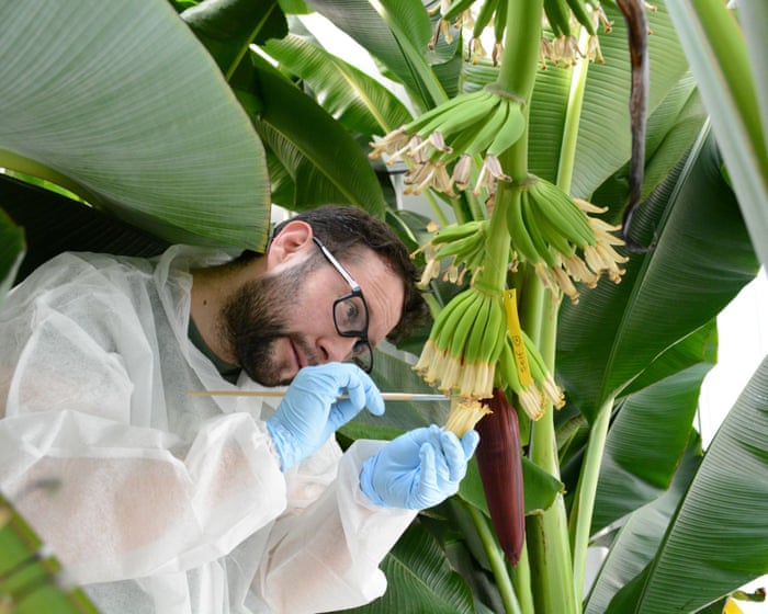 Image accompanying the story: Have scientists finally found a way to save the banana from disaster?