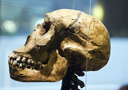 Remains of a Neanderthal skeleton found in 1856 in the Neander valley.