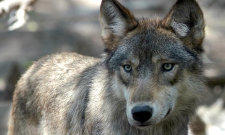 Gray wolves are threatened by budget riders that would remove protections.